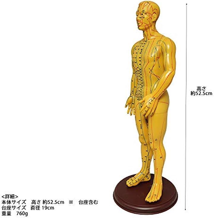医道の日本社 経路経穴 人体模型 ツボ 鍼灸 - 医学、薬学、看護
