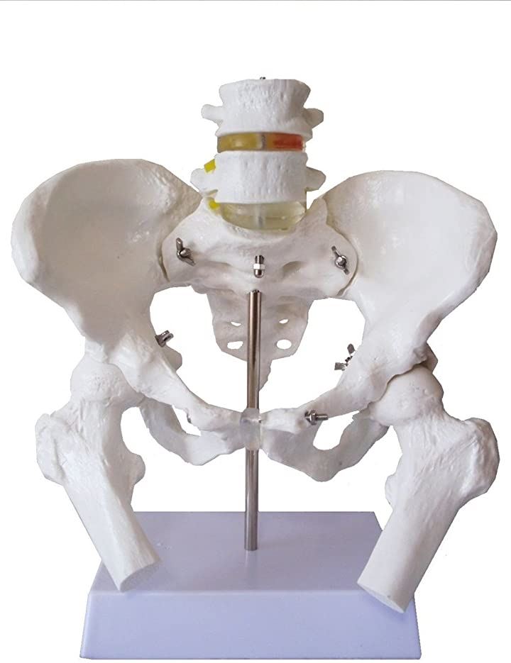 骨盤模型 女性 モデル 大腿骨 台座 セット 幅23cm 仙骨 関節 医学 実験 実物 出産 整体( 女性骨盤)